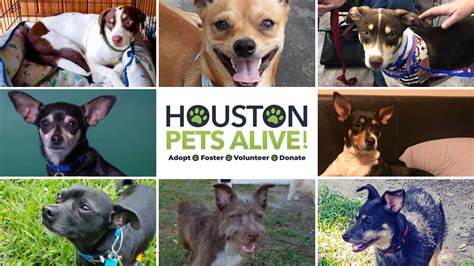 crawlerlist houston|houston pets